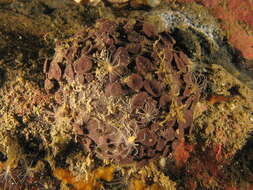 Image of Latrunculia subgen. Latrunculia du Bocage 1869