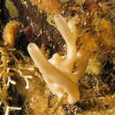 Image of Leucettusa nuda (Azevedo, Hajdu, Willenz & Klautau 2009)