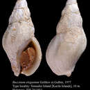 Image de Buccinum elegantum Golikov & Gulbin 1977