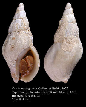 Image de Buccinum elegantum Golikov & Gulbin 1977