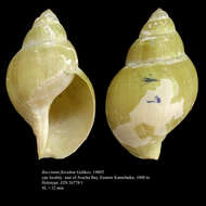 Image of Buccinum flavidum Golikov 1980