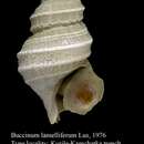 Image of Buccinum lamelliferum Lus 1976