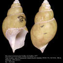 Image of Buccinum tenuisulcatum Golikov & Gulbin 1977