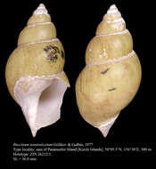 Image of Buccinum tenuisulcatum Golikov & Gulbin 1977