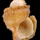 Sivun Thysanobuccinum tunicatum (Golikov & Gulbin 1977) kuva