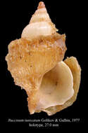 Image of Thysanobuccinum tunicatum (Golikov & Gulbin 1977)