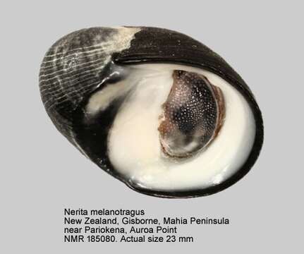 Image of Nerita melanotragus E. A. Smith 1884