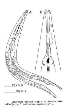 Image of Bodonematidae Jensen 1991