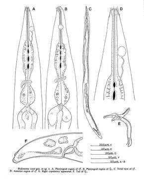 Image of Bodonema Jensen 1991