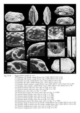 Image of Ruggiericythere vixalata Aiello, Coimbra & Barra 2004