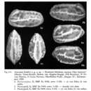 Image of Aracajuia benderi Kroemmelbein 1967