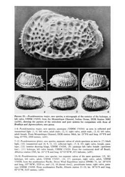 Image of Poseidonamicus Benson 1972