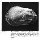 Image of Phacorhabdotus subtridentus Benson 1977