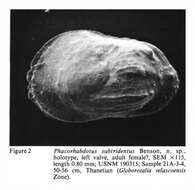 Image of Phacorhabdotus Howe & Laurencich 1958