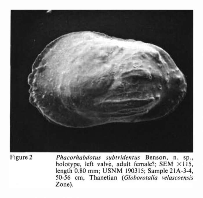 Sivun Phacorhabdotus subtridentus Benson 1977 kuva