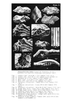 Image of Paracytherideidae Puri 1957