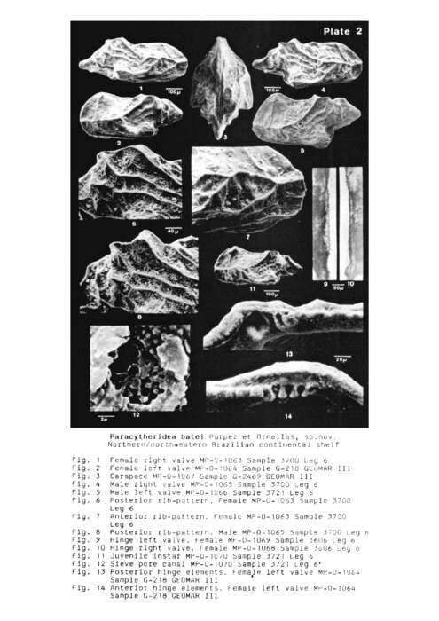 Image de Paracytheridea batei Purper & Ornellas 1987