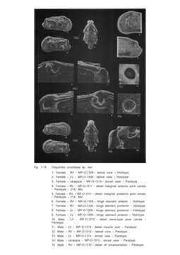 Image of Coquimba Ohmert 1968