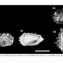 Image of Eucytherura fossapunctata Maia, Bergue & Piovesan 2021