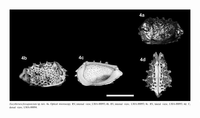 Image of Eucytherura fossapunctata Maia, Bergue & Piovesan 2021