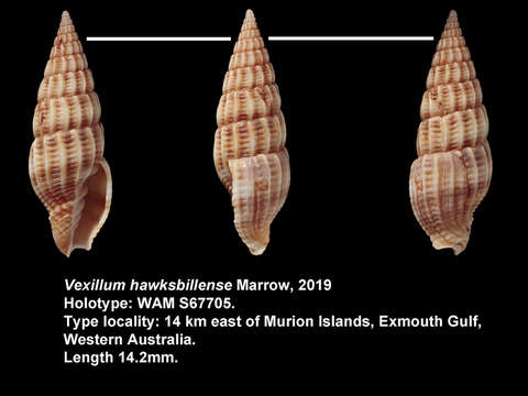 Sivun Vexillum hawksbillense Marrow 2019 kuva