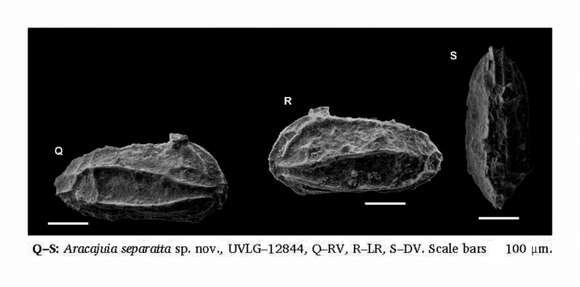 Image of Aracajuia separatta Vazquez-Garcia, Ceolin, Fauth, Borghi, Valle & Rios Netto 2021