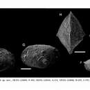 Imagem de Cytheropteron laranjeirensis Vazquez-Garcia, Ceolin, Fauth, Borghi, Valle & Rios Netto 2021