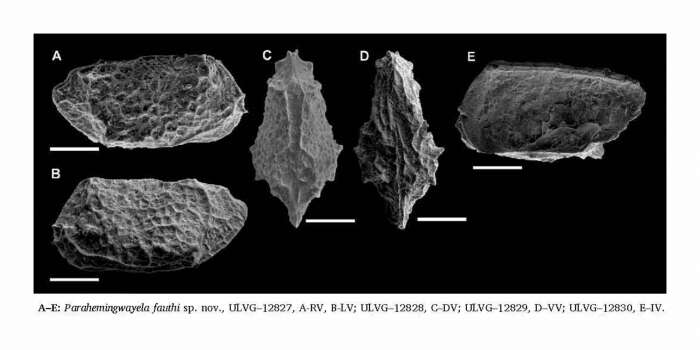 Image of Parahemingwayella fauthi Vazquez-Garcia, Ceolin, Fauth, Borghi, Valle & Rios Netto 2021