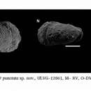 Image of Quasihermanites punctata Vazquez-Garcia, Ceolin, Fauth, Borghi, Valle & Rios Netto 2021