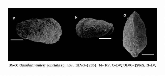 Image of Quasihermanites punctata Vazquez-Garcia, Ceolin, Fauth, Borghi, Valle & Rios Netto 2021