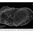 Image of Bythoceratina spinosa Barros & Piovesan 2018