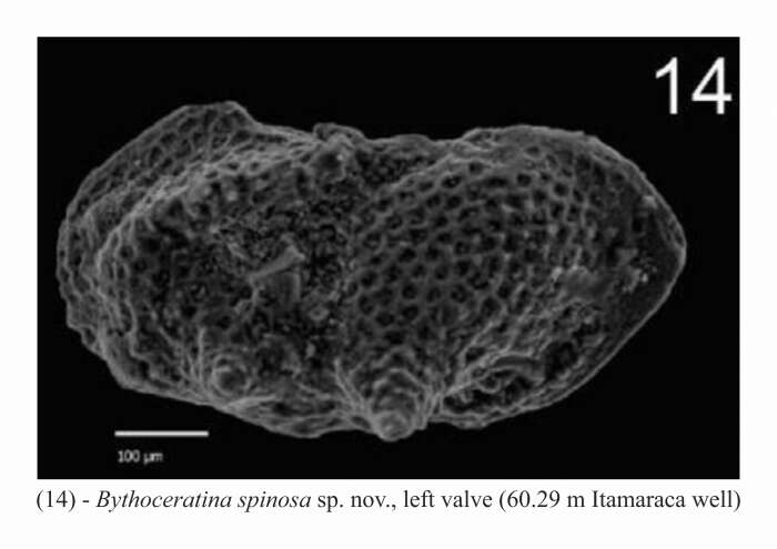 Image de Bythoceratina spinosa Barros & Piovesan 2018