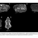 Image of Eucytherura ventrotuberculata Barros & Piovesan 2018