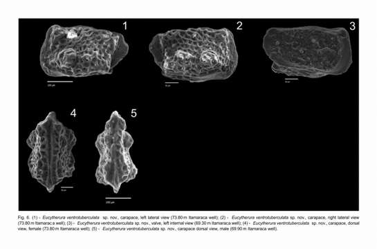 Image of Eucytherura ventrotuberculata Barros & Piovesan 2018