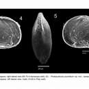 Image of Protobuntonia punctatum Barros & Piovesan 2018