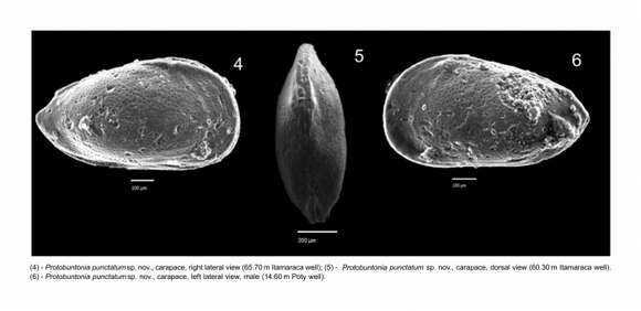 Image of Protobuntonia punctatum Barros & Piovesan 2018