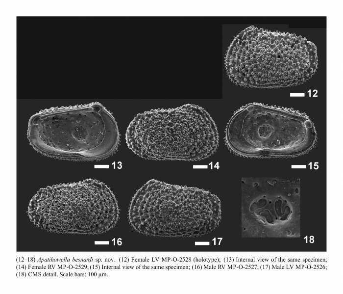 Image of Apatihowella besnardi Bergue, Coimbra & Ramos 2016