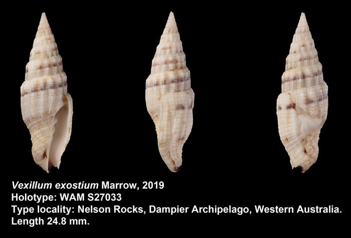 Image of Vexillum exostium Marrow 2019