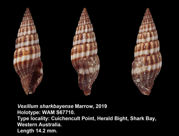 Image of Vexillum sharkbayense Marrow 2019