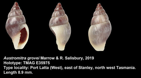 Sivun Austromitra grovei Marrow & R. Salisbury 2019 kuva