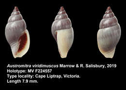 Sivun Austromitra viridimuscus Marrow & R. Salisbury 2019 kuva