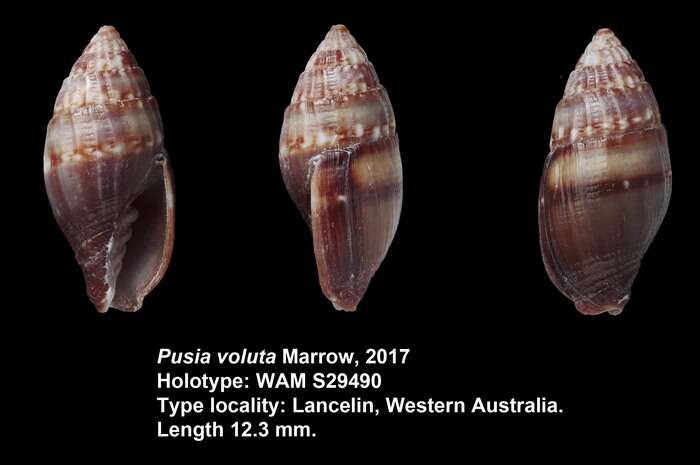 Image de Pusia voluta Marrow 2017