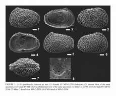 Image of Apatihowella convexa Bergue, Coimbra & Ramos 2016