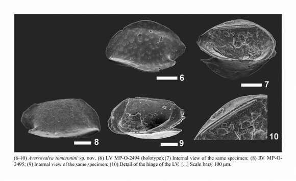Image of Aversovalva tomcronini Bergue, Coimbra & Ramos 2016