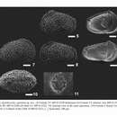 Image of Apatihowella capitulum Bergue, Coimbra & Ramos 2016