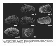 Image de Apatihowella capitulum Bergue, Coimbra & Ramos 2016