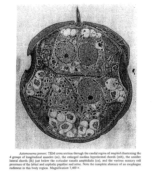 Image of Astomonema jenneri Ott, Rieger, Rieger & Enderes 1982