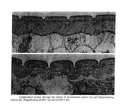 Image of Astomonema jenneri Ott, Rieger, Rieger & Enderes 1982