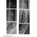 Image of Astomonema obscurum (Boucher & Helléouët 1977) Vidakovic & Boucher 1987