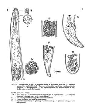 Image of Astomonema otti Vidakovic & Boucher 1987